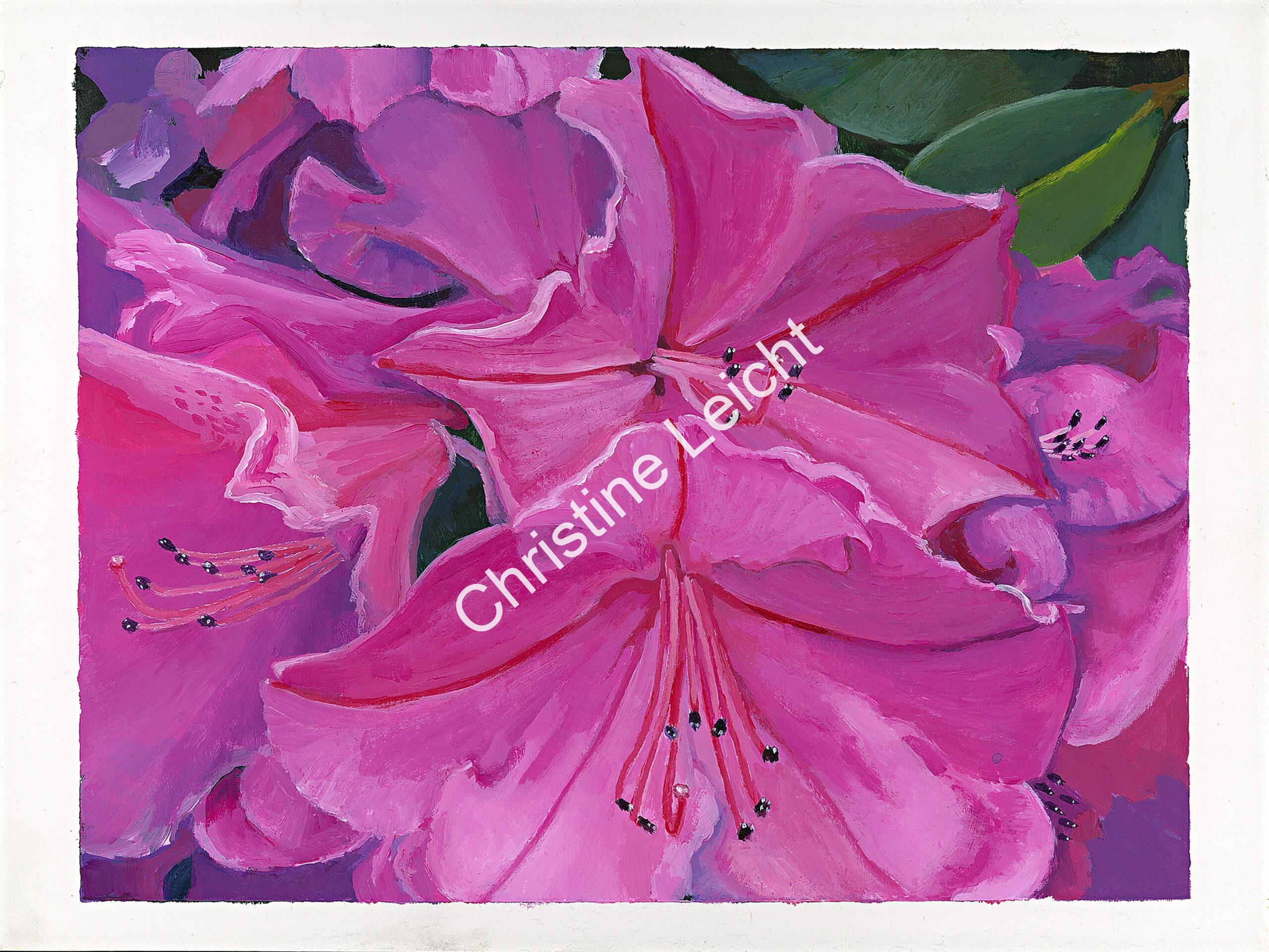 leicht_christine_vancouver_hydrangea_white_border leicht_christine_vancouver_hydrangea_white_border